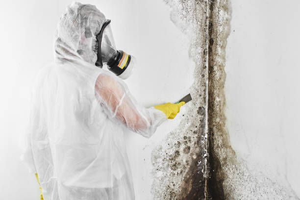 Trusted Victoria, MS Mold Removal Experts